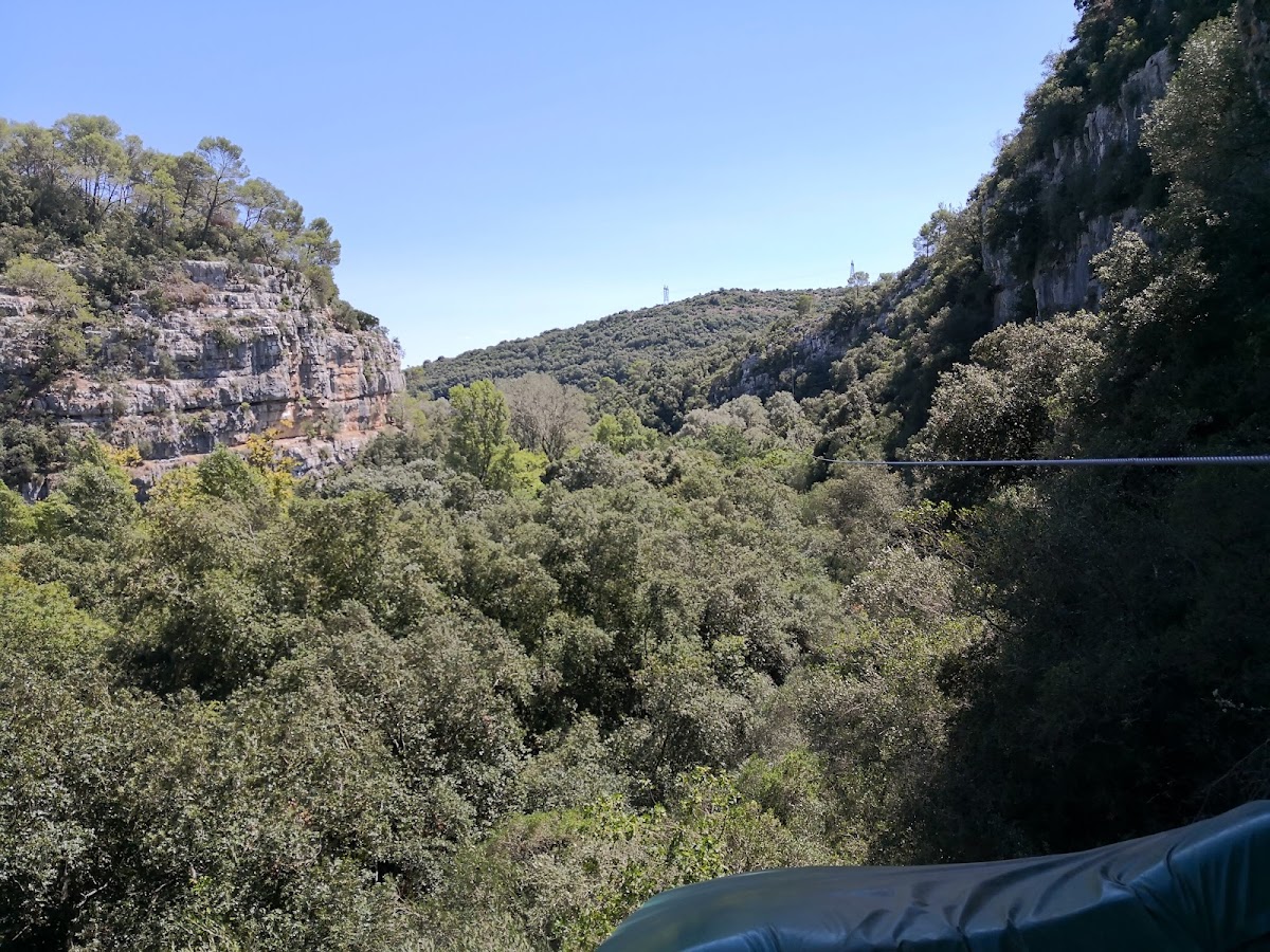 Canyon Forest — photo 4