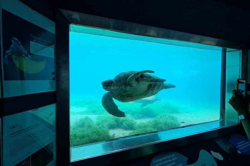 Kélonia — Observatoire des Tortues Marines — 2