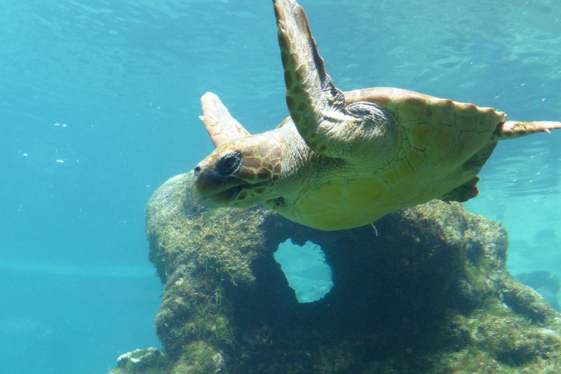 Kélonia — Observatoire des Tortues Marines — 3