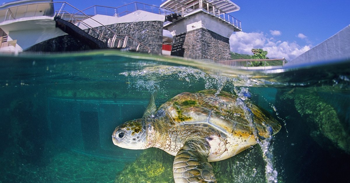 Kélonia — Observatoire des Tortues Marines
