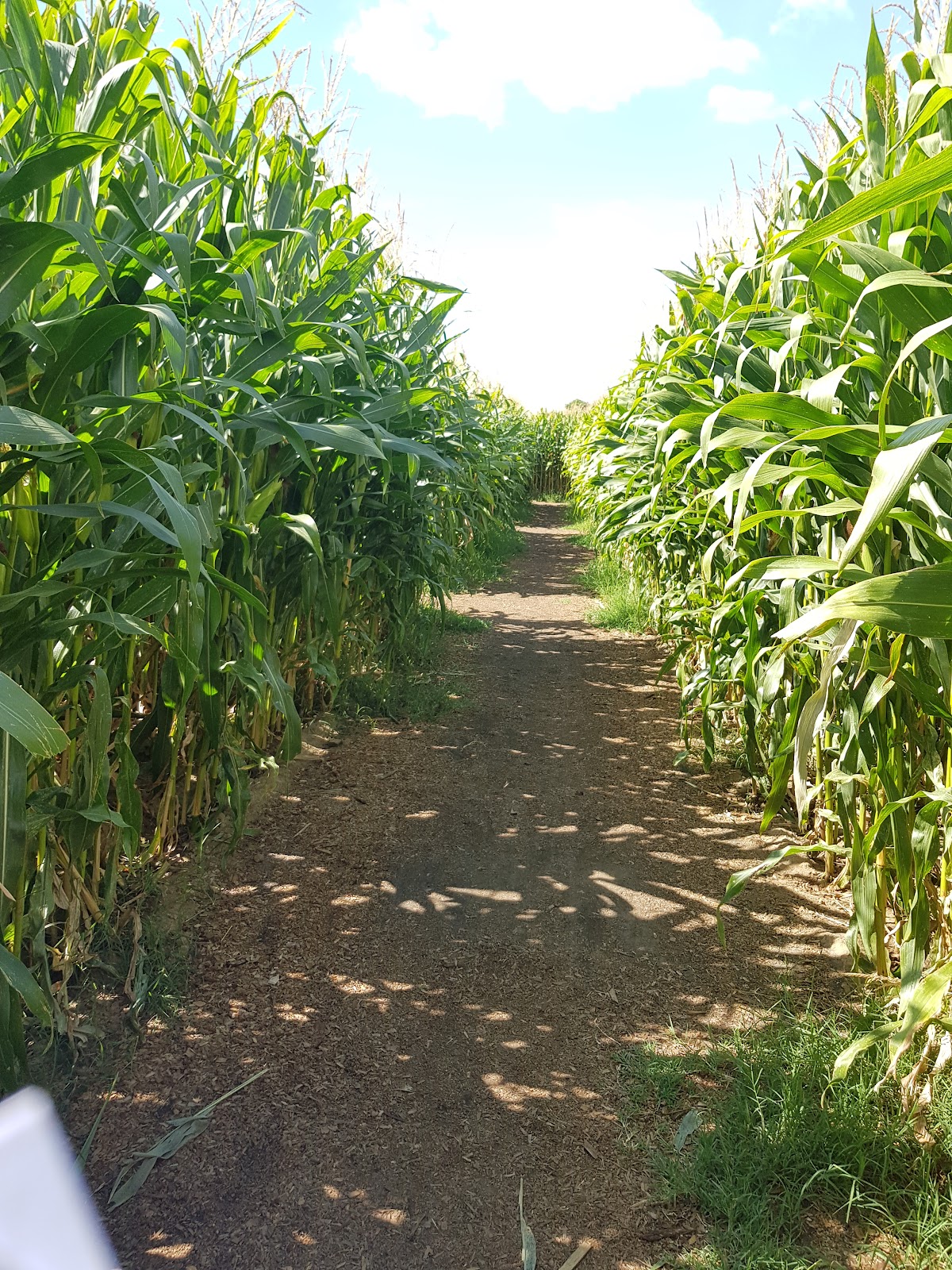 Labyrinthe de Beaugency — photo 2