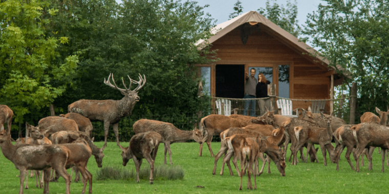 Parc Animalier de Sainte-Croix — photo 2