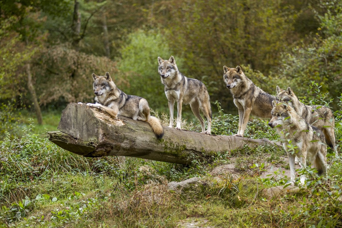 Parc Animalier de Sainte-Croix — photo 3