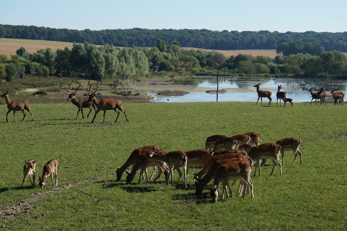 Parc Animalier de Sainte-Croix — photo 4