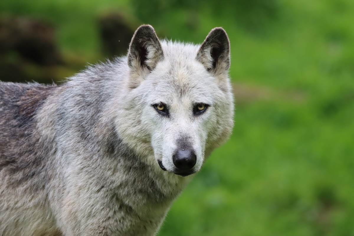 Parc Animalier de Sainte-Croix