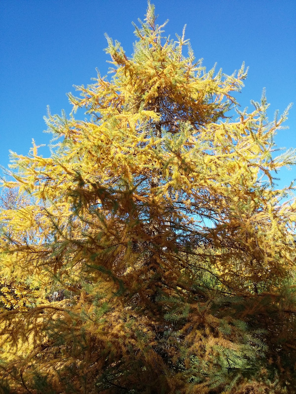 Parc Fenestre — photo 3