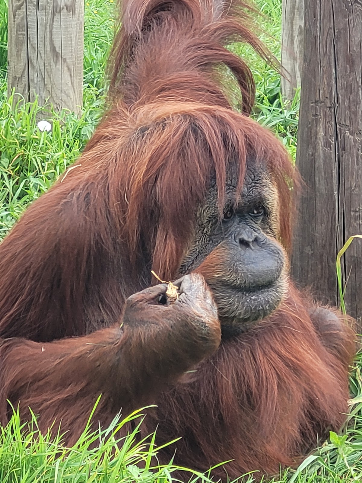 Touroparc Zoo — photo 2