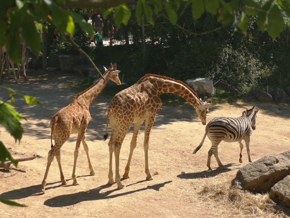 Touroparc Zoo — photo 4